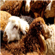 پشم  گوسفندی  طبیعی(ارگانیک)